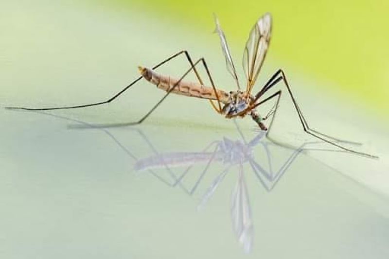  Трето прскање против возрасни комарци и ларвицидна дезинсекција