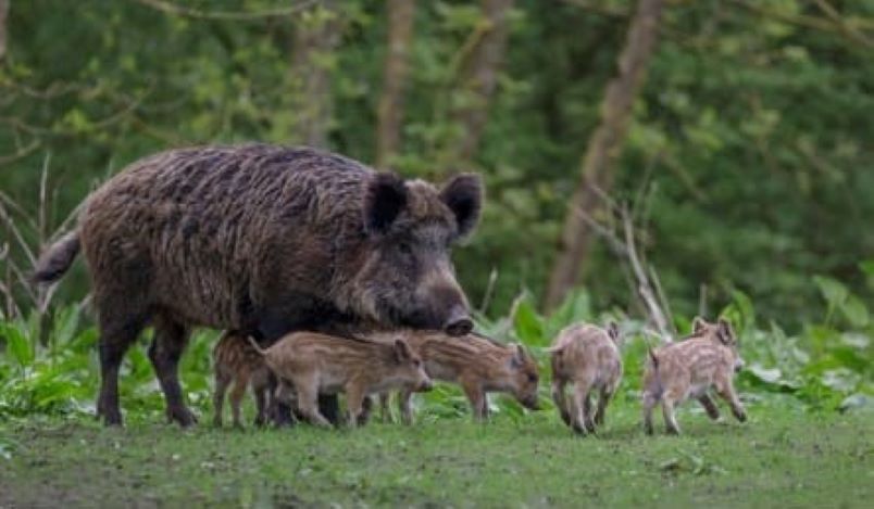  Ловното друштво „Беласица“ го стопира ловот на дива свиња