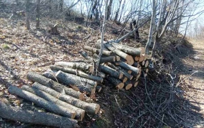  СВР Струмица поднесе две кривични пријави против вработен во ЈП „Национални шуми“ подружница „Беласица“ – Струмица