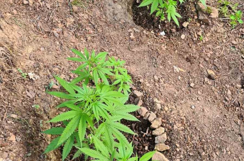  Пронајдена марихуана кај две лица од Конче
