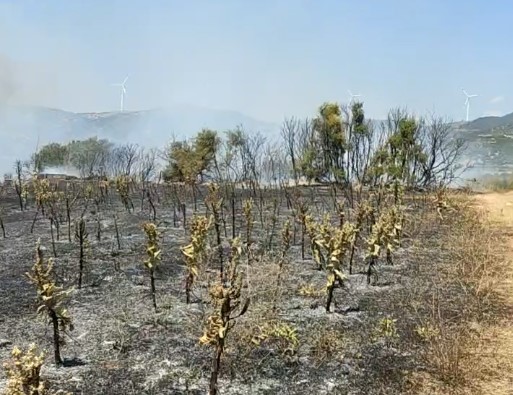  Голем пожар кај Богданци, се шири кон ветерниците