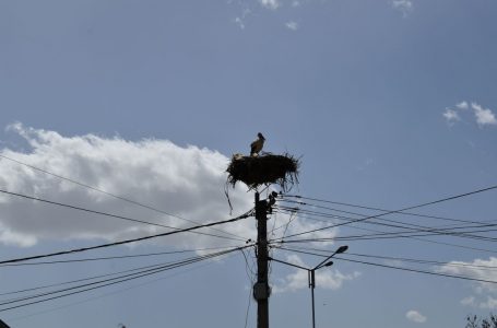 Фото: Штрк свитка гнездо во центарот на Босилово