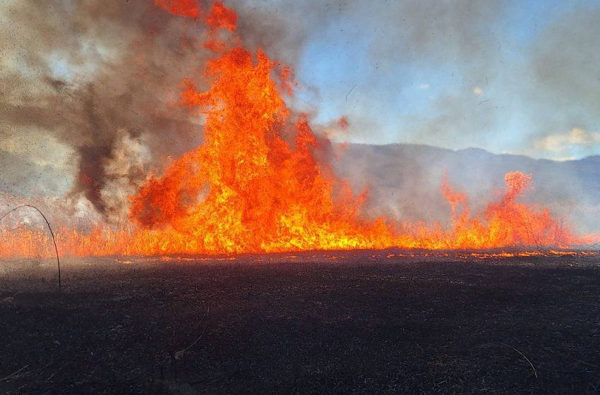 Струмичките пожарникари гаснеа пожар меѓу селата Вељуса и Ангелци