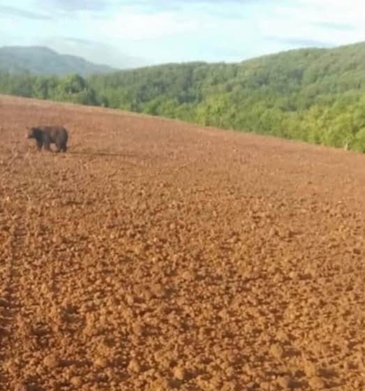Мечка се движи во струмичко, ловочуварите ја следат