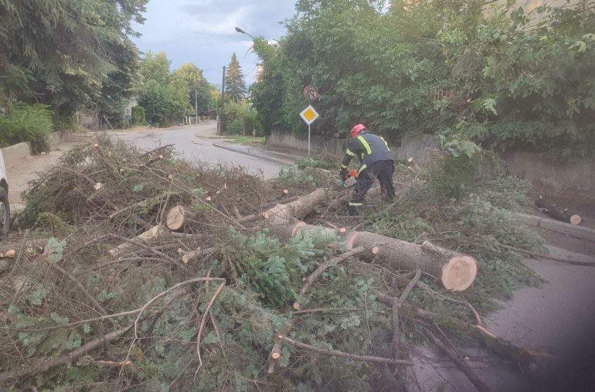 Пожарникарите заловија змија од куќа во Моноспитово, отстранија падното дрво од невремето во Струмица